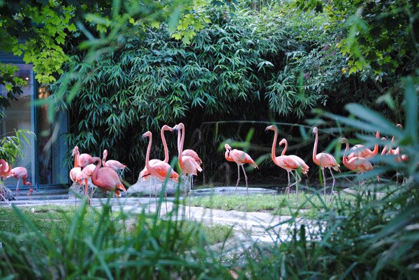 Шьонбрун - най-старата зоологическа градина в света (Schonbrunn Zoo)